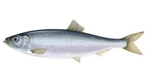 hering
